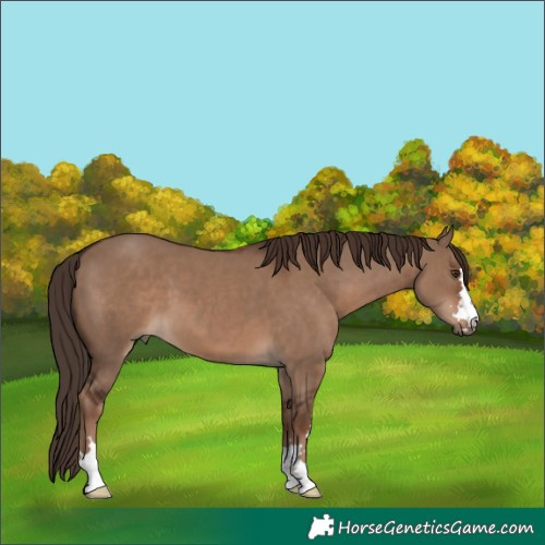 Horse Color:Liver Red Dun 