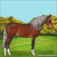 Horse Color:Silver Brown 