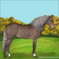Horse Color:Silver Brown 