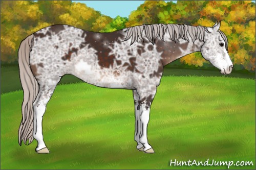 Horse Color:Silver Brown Ice Sabino 