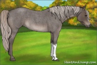 Horse Color:Silver Blue Roan 