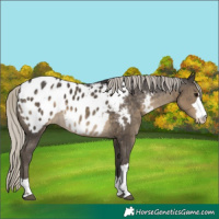 Horse Color:Silver Smoky Black Appaloosa 