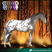 Horse Color:Silver Smoky Black Tobiano Appaloosa