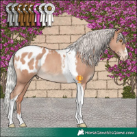 Horse Color:Silver Classic Champagne Tobiano Appaloosa