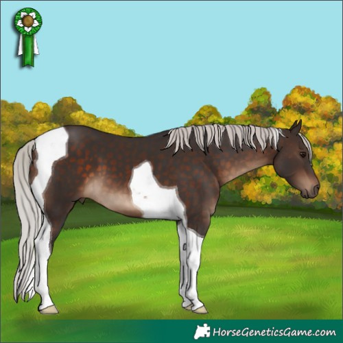 Horse Color:Silver Brown Tobiano
