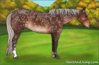 Horse Color:Silver Brown Ice Sabino 