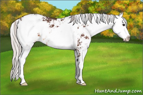 Horse Color:Silver Brown Ice Sabino 