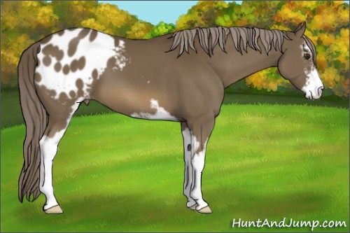 Horse Color:Chocolate Palomino Sabino Appaloosa 
