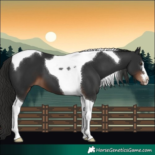 Horse Color:Liver Chestnut Tobiano 