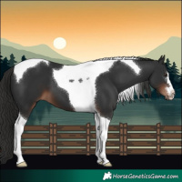 Horse Color:Liver Chestnut Tobiano 