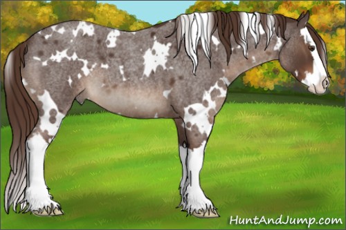 Horse Color:White Spotted Liver Red Roan Splash 