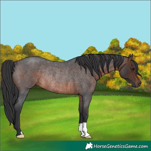 Horse Color:Brown Roan Rabicano 