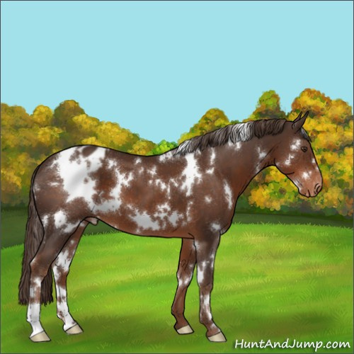 Horse Color:White Spotted Liver Chestnut Appaloosa 