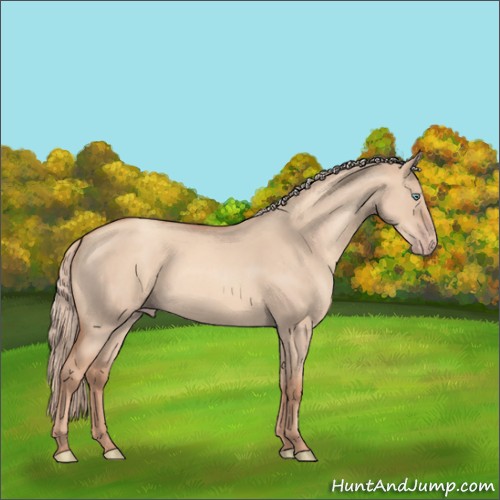 Horse Color:Gold Champagne Roan Dun 