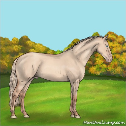 Horse Color:Gold Champagne Roan Dun 