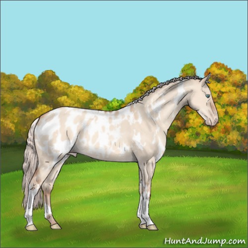 Horse Color:White Spotted Silver Classic Champagne Dun Appaloosa 