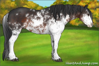 Horse Color:Brown Sabino