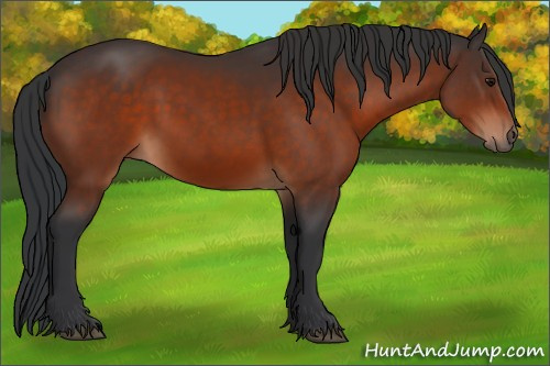 Horse Color:Bay Sabino 