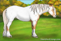 Horse Color:Silver Sable Cream Champagne Sabino Splash Appaloosa