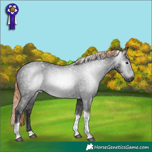 Horse Color:Gray Liver Chestnut Tobiano Appaloosa 