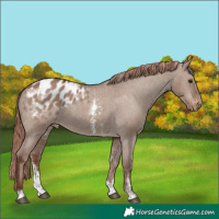 Horse Color:Liver Red Dun Sabino Appaloosa Rabicano