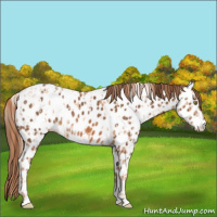 Horse Color:Gold Champagne Appaloosa  and Chestnut Appaloosa 