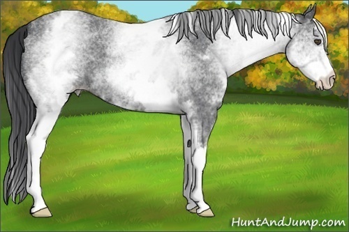 Horse Color:White Spotted Blue Roan