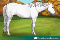 Horse Color:Gray White Spotted Brown Tobiano Blanket