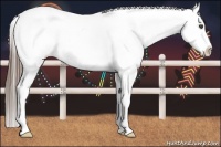 Horse Color:Blue Roan Splash Varnish