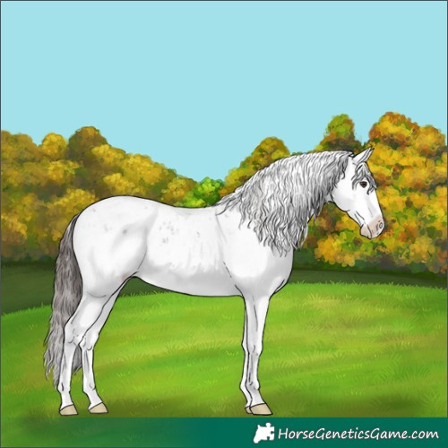 Horse Color:Liver Chestnut Sabino Splash Snowflake Varnish