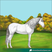 Horse Color:Liver Chestnut Sabino Splash Appaloosa 
