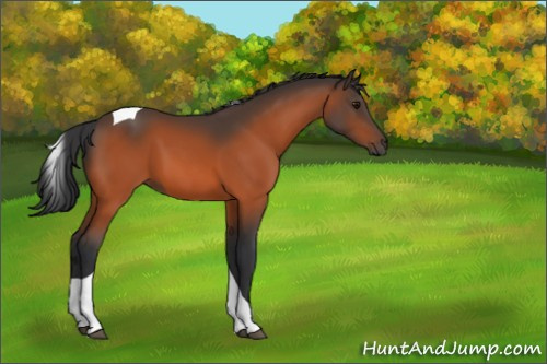 Horse Color:Bay Tobiano 