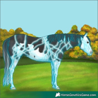 Horse Color:Thunderstruck Smoky Black Splash Frame 