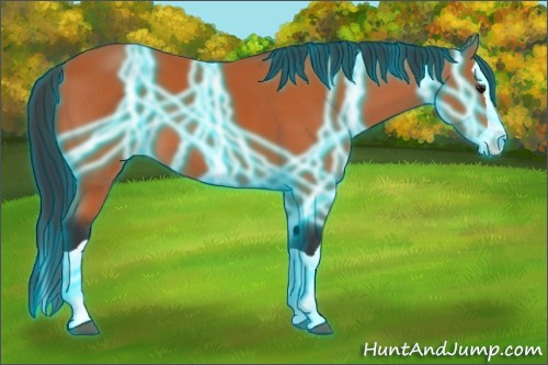 Horse Color:Thunderstruck Bay Splash 
