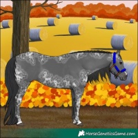 Horse Color:Black Ice 