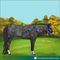 Horse Color:Black Ice 