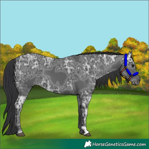 Horse Color:Black Ice 