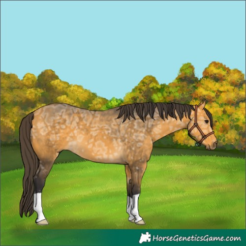 Horse Color:Buckskin Ice 