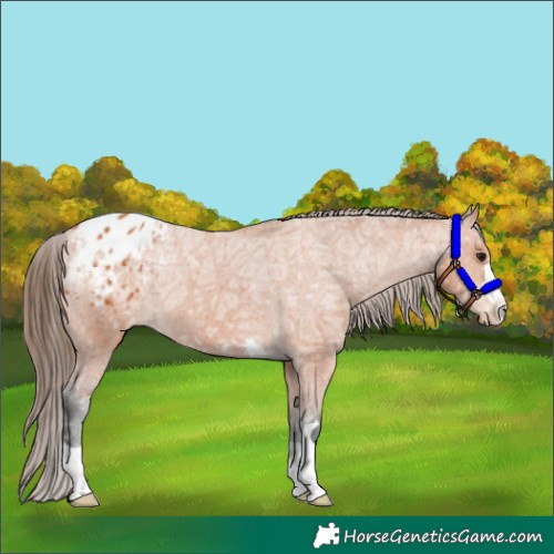 Horse Color:Bay Ice Appaloosa 
