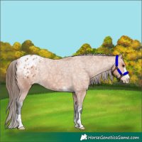 Horse Color:Bay Ice Appaloosa 