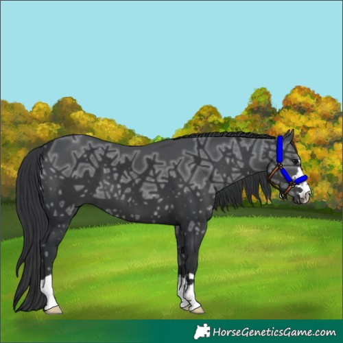 Horse Color:Black Ice 
