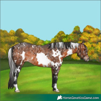 Horse Color:White Spotted Brown Ice