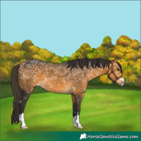 Horse Color:Buckskin Ice 