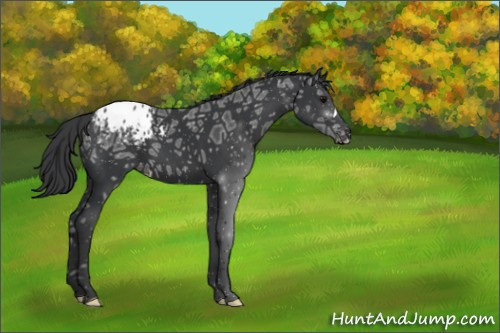 Horse Color:Black Ice Appaloosa 