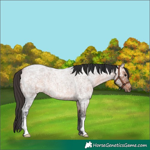 Horse Color:Bay Ice Roan 