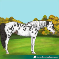 Horse Color:Liver Chestnut Tobiano Frame Appaloosa