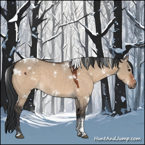 Horse Color:White Spotted Brown Dun Tobiano