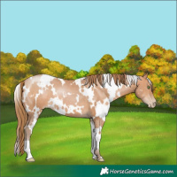 Horse Color:White Spotted Brown Pearl 