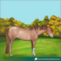 Horse Color:Brown Pearl Rabicano 