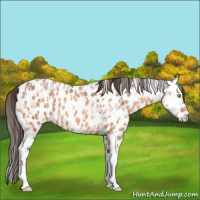 Horse Color:Amber Champagne Appaloosa and Amber Champagne Splash Appaloosa